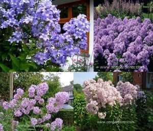 Campanula tohumu yeni hibrit karışım lactiflora