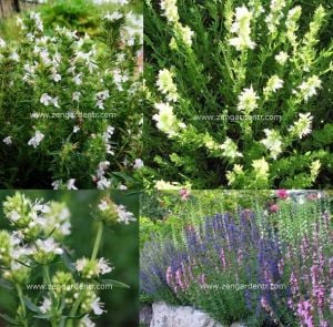 Beyaz zufaotu tohumu hyssopus officinalis white hyssop