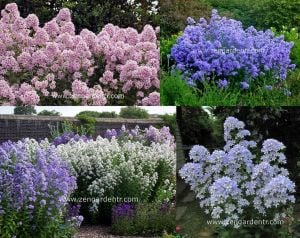 Campanula tohumu yeni hibrit karışım lactiflora