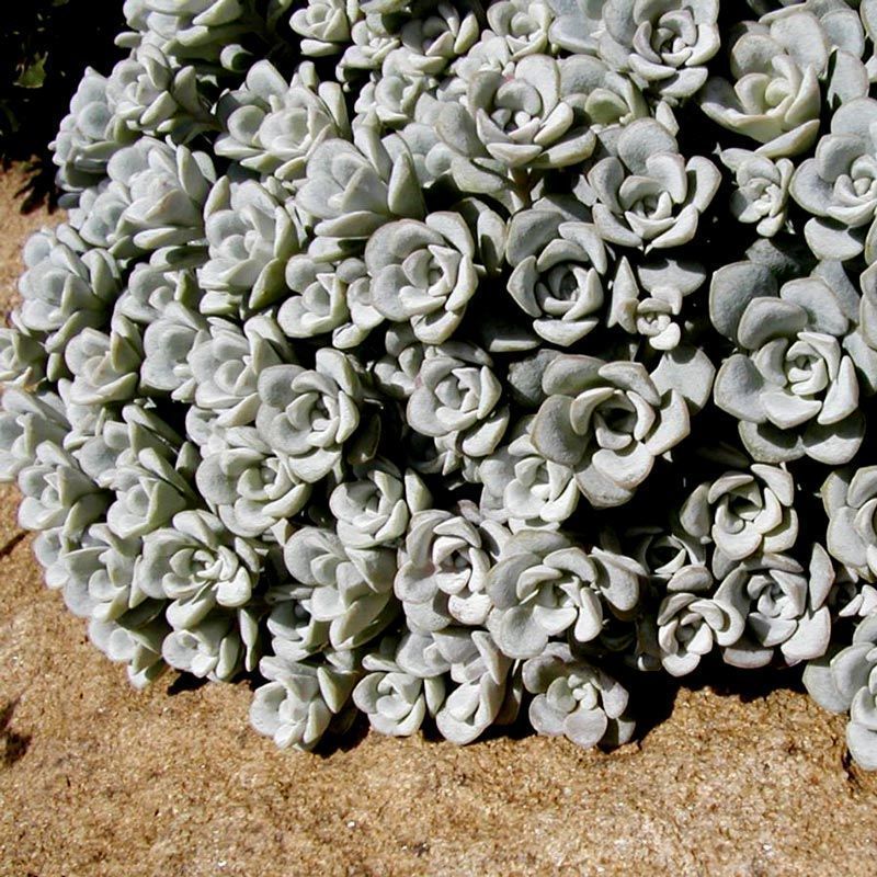 Sedum spathulifolium Cape Blanco