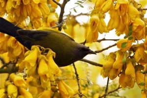 Sarı çiçekli Japon mabet ağacı fidanı Sophora microphylla