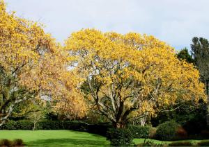Sarı çiçekli Japon mabet ağacı fidanı Sophora microphylla