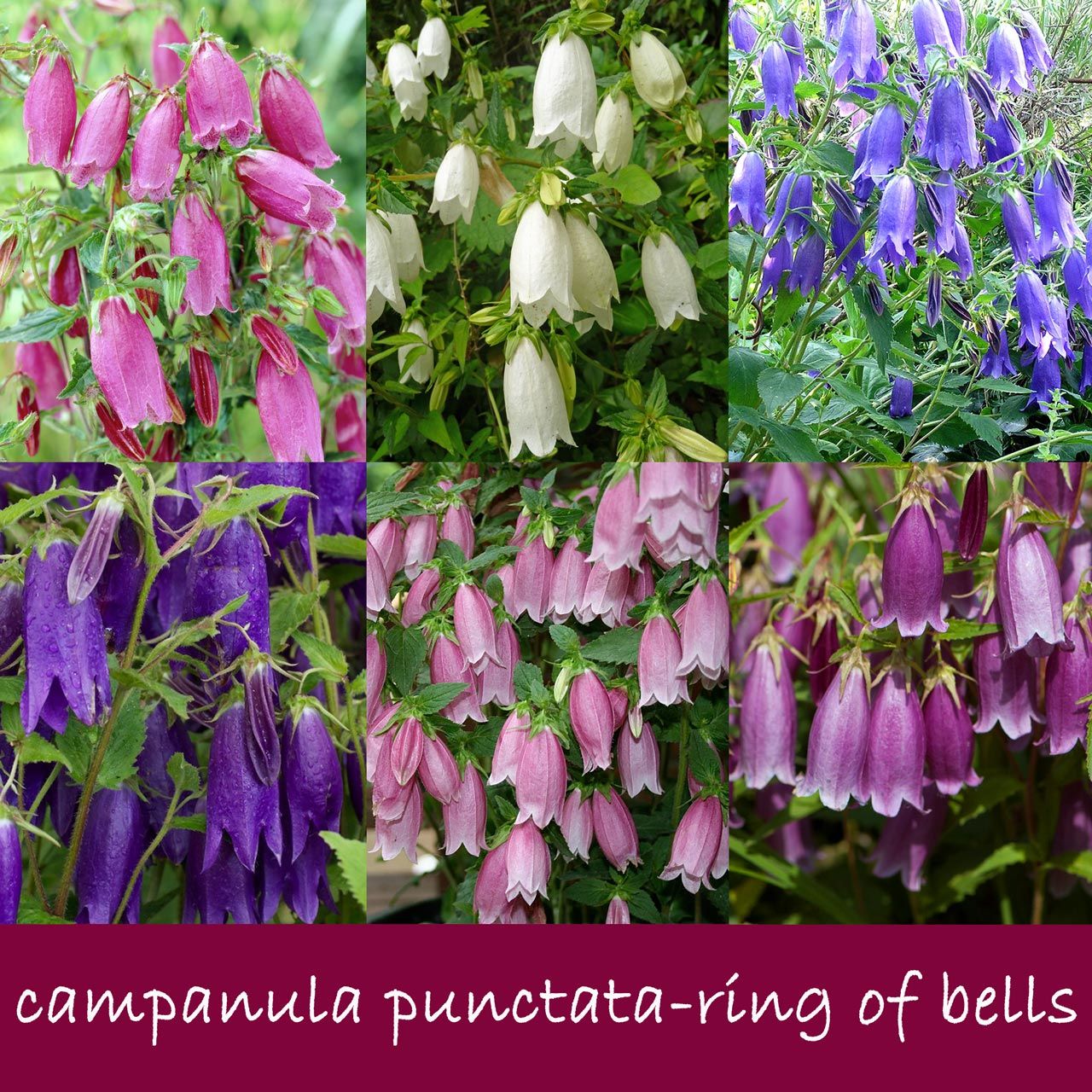 Campanula tohumu çan çemberi karışımı punctata