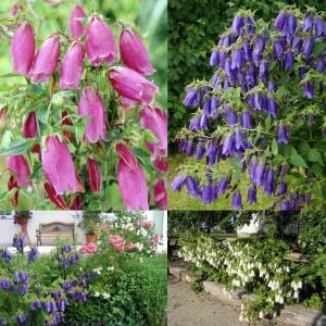 Campanula tohumu çan çemberi karışımı punctata