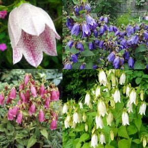 Campanula tohumu çan çemberi karışımı punctata