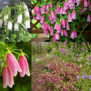 Campanula tohumu çan çemberi karışımı punctata