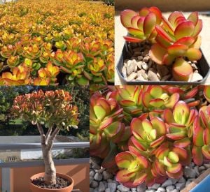 Para ağacı crassula ovata compacta kızaran yapraklı