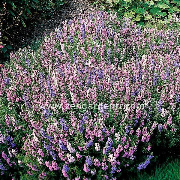 Pembe zufaotu tohumu hyssopus officinalis pink hyssop