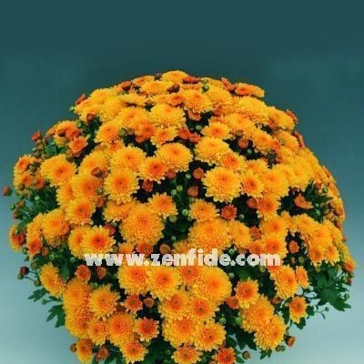 Turuncu kasımpatı fidesi krizantem brantopas orange chrysanthemum