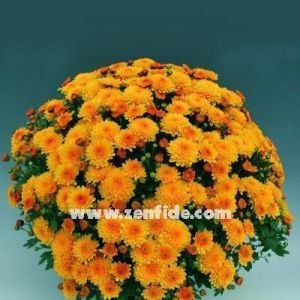 Turuncu kasımpatı fidesi krizantem brantopas orange chrysanthemum
