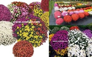 Turuncu kasımpatı fidesi krizantem brantopas orange chrysanthemum