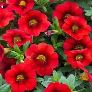 Sarkan kırmızı calibrachoa fidesi calita compact red