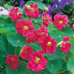 Katlı kiraz Latin çiçeği tohumu yenilebilir tropaeolum