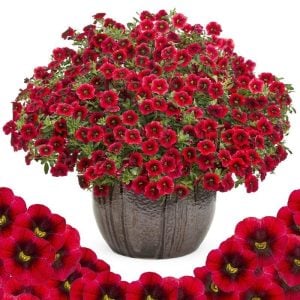 Sarkan kırmızı calibrachoa fidesi calita compact red