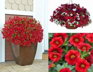 Sarkan kırmızı calibrachoa fidesi calita compact red
