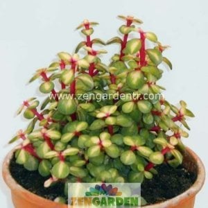 Portulaca afra mediopicta sukulent bitki