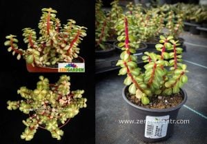 Portulaca afra mediopicta sukulent bitki