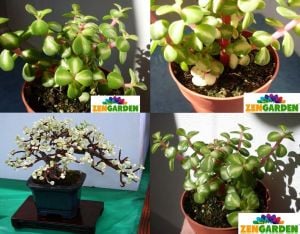 Portulaca afra mediopicta sukulent bitki