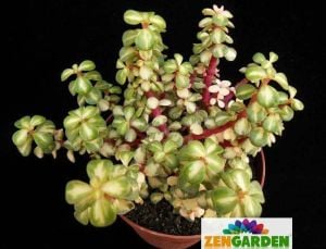 Portulaca afra mediopicta sukulent bitki