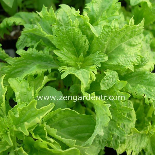Kıvırcık fesleğen tohumu reyhan basil green ruffles