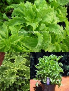 Kıvırcık fesleğen tohumu reyhan basil green ruffles