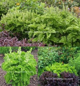 Kıvırcık fesleğen tohumu reyhan basil green ruffles