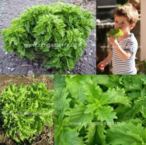 Kıvırcık fesleğen tohumu reyhan basil green ruffles