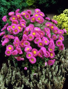 Pembe mücevher erigeron fidesi erigeron speciosus pink jewel