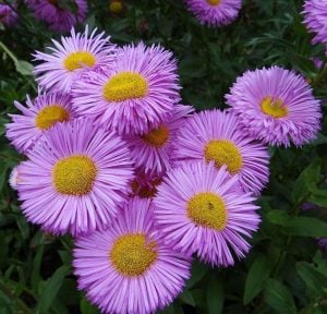 Pembe mücevher erigeron fidesi erigeron speciosus pink jewel