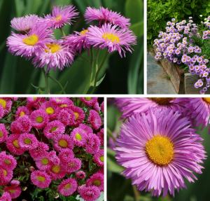 Pembe mücevher erigeron fidesi erigeron speciosus pink jewel