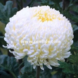 Beyaz iri çiçekli kasımpatı fidesi arber chrysanthemum