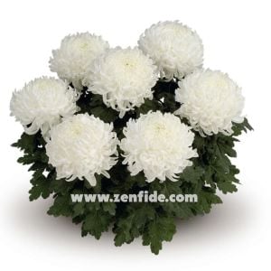 Beyaz iri çiçekli kasımpatı fidesi arber chrysanthemum