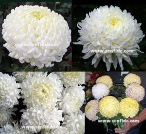 Beyaz iri çiçekli kasımpatı fidesi arber chrysanthemum