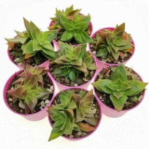 Kırmızı pagoda crassula capitella sukulent teraryum