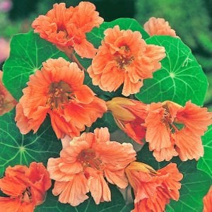 Salmon Baby somon latin çiçeği tohumu yenilebilir çiçek