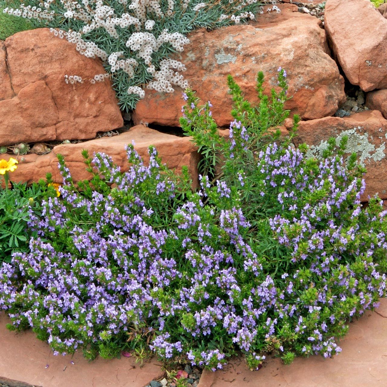 Zahter tohumu kekik otu kış zahteri winter savory