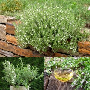 Zahter tohumu kekik otu kış zahteri winter savory