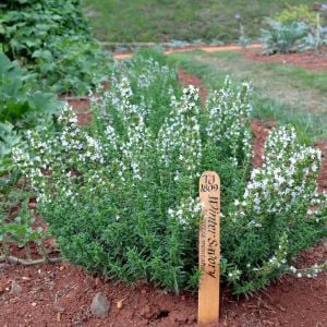 Zahter tohumu kekik otu kış zahteri winter savory