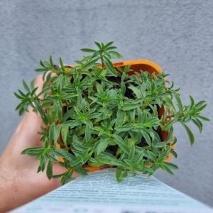 Zahter tohumu kekik otu kış zahteri winter savory