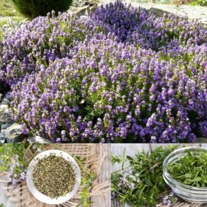 Zahter tohumu kekik otu kış zahteri winter savory