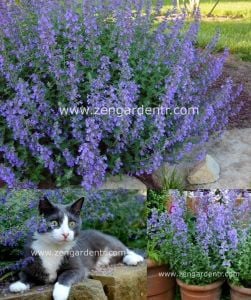 Kedi nanesi tohumu catmint nepeta racemosa