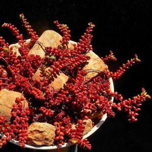 Sedum stahlii coral beads bordo yeşil