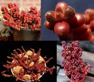 Sedum stahlii coral beads bordo yeşil