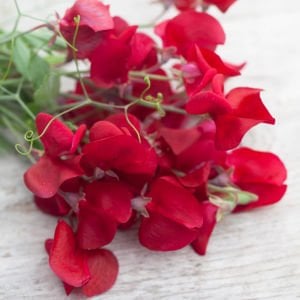 Royal kırmızı tatlı Bezelye tohumu lathyrus odoratus royal crimson