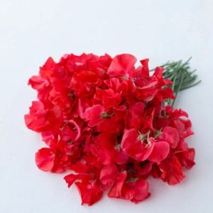 Royal kırmızı tatlı Bezelye tohumu lathyrus odoratus royal crimson