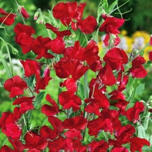 Royal kırmızı tatlı Bezelye tohumu lathyrus odoratus royal crimson