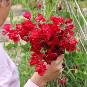 Royal kırmızı tatlı Bezelye tohumu lathyrus odoratus royal crimson