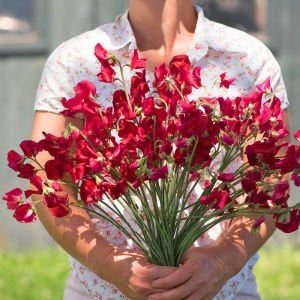 Royal kırmızı tatlı Bezelye tohumu lathyrus odoratus royal crimson