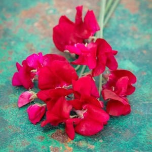 Royal kırmızı tatlı Bezelye tohumu lathyrus odoratus royal crimson