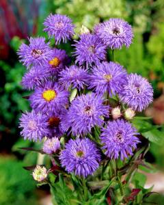 Mavi peri erigeron fidesi erigeron speciosus azure fairy